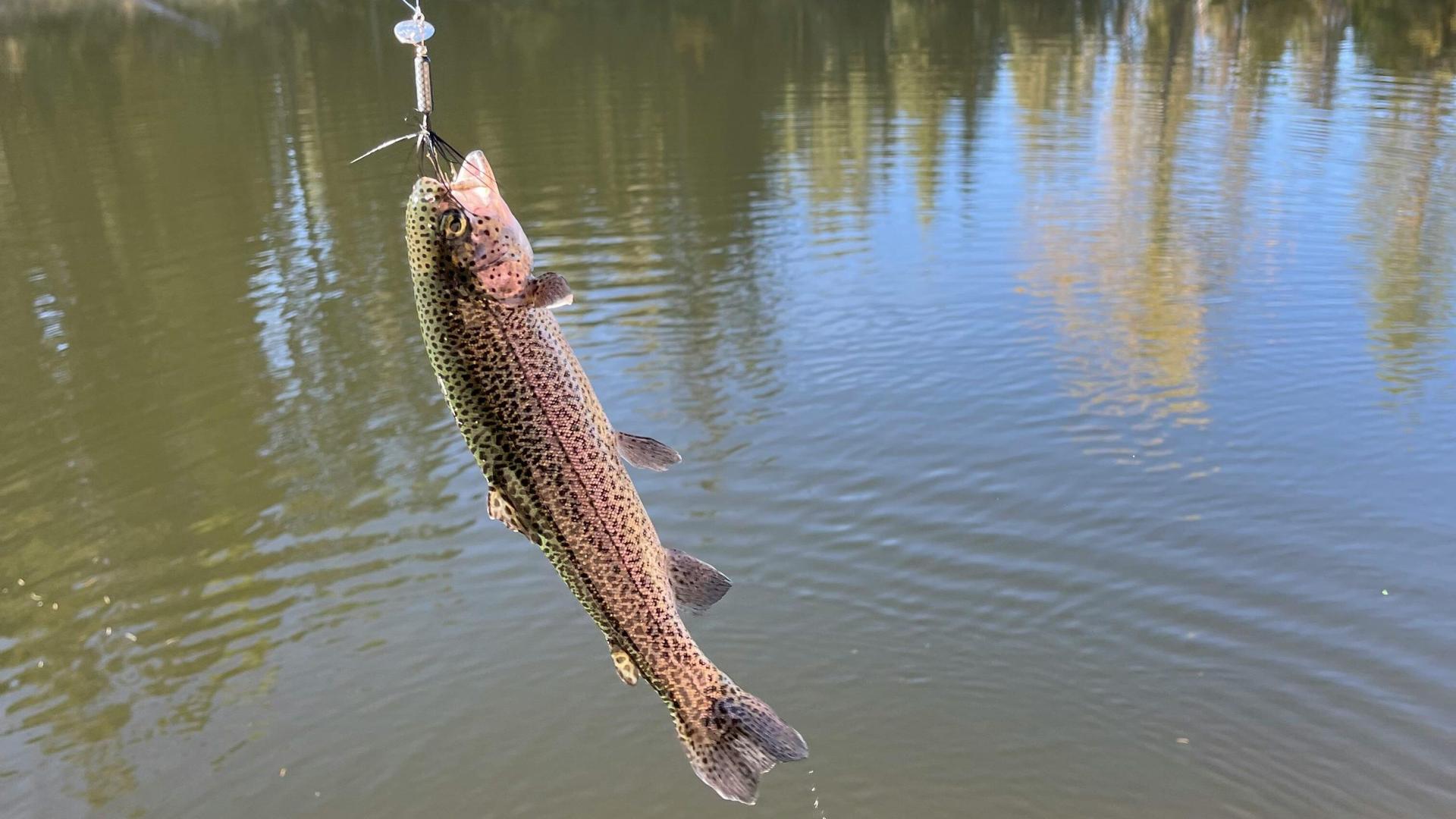 Previously Undetected Parasite Discovered in Wild Wisconsin Trout